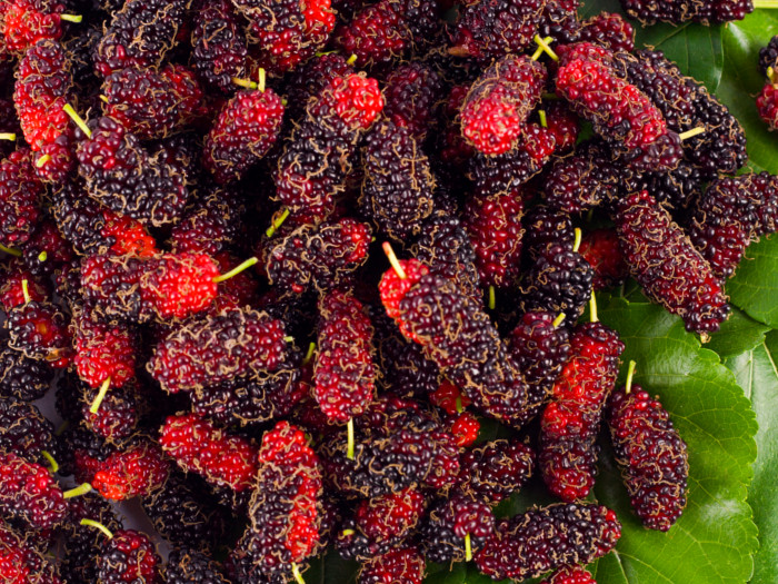 fresh mulberries with mulberry leaves