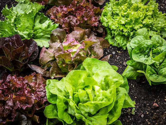 different types of lettuce